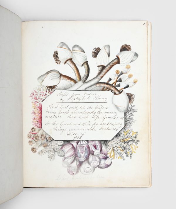 ABNEY, Hephzibah. Manuscript with hundreds of original watercolour illustrations of shells.