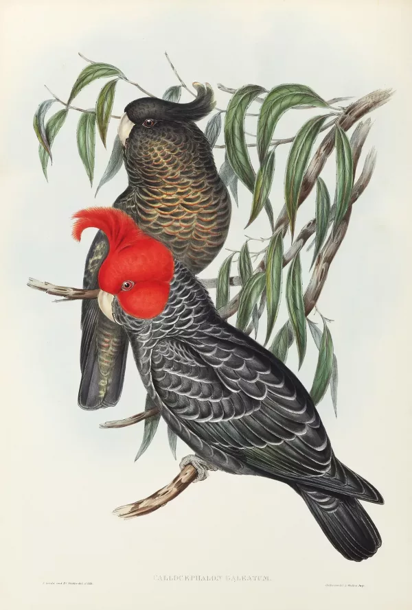 Callocepholon Galeatum.